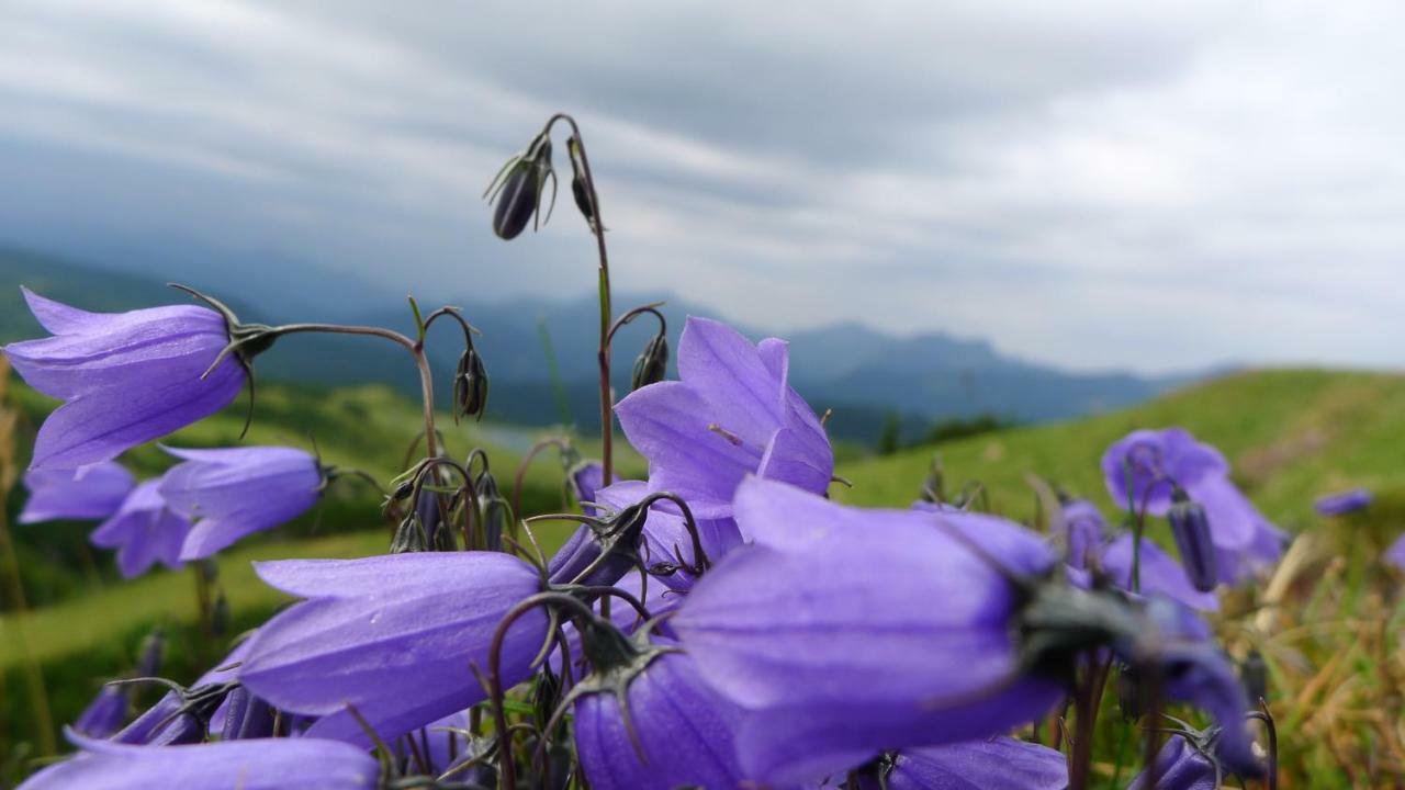 Alpenhaus Dachstein.Zauber Lägenhet Abtenau Exteriör bild